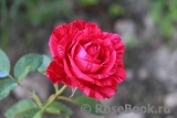 Red Intuition Red Intuition