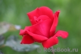 Grande Amore Grande Amore