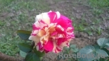 Vanille Fraise ® Vanille Fraise ®