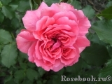 Rosarium Uetersen Rosarium Uetersen