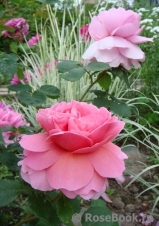 Princess Alexandra of Kent Princess Alexandra of Kent