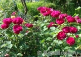 Falstaff® Falstaff®