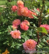 Augusta Luise Augusta Luise