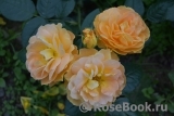 Bernstein-Rose Bernstein-Rose