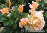 Rosemary Harkness Rosemary Harkness