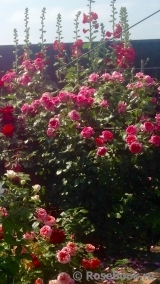 La Rose de Molinard ® La Rose de Molinard ®