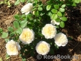 Crocus Rose® Crocus Rose®