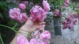 Chaplin's Pink Chaplin's Pink