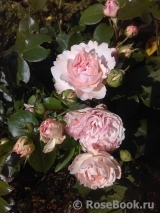 Mariatheresia Mariatheresia
