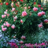 Jubilee Celebration® Jubilee Celebration®