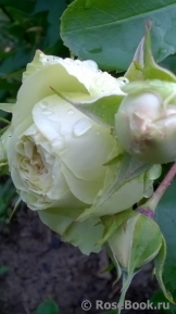 Lovely Green ® Lovely Green ®