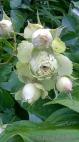 Lovely Green ® Lovely Green ®