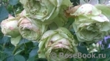 Lovely Green ® Lovely Green ®