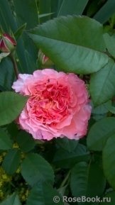 Augusta Luise Augusta Luise