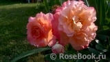 Augusta Luise Augusta Luise