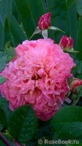Augusta Luise Augusta Luise