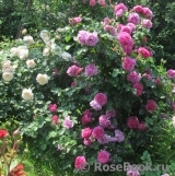 Princess Anne Princess Anne