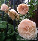 Rose de Tolbiac ® Rose de Tolbiac ®