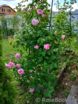 Constance Spry Constance Spry
