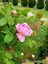 Constance Spry Constance Spry
