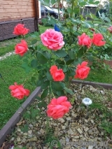 Lady Rose Lady Rose