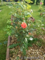Lady Rose Lady Rose