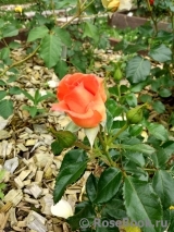 Lady Rose Lady Rose