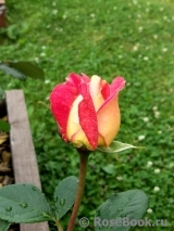 Lustige Lustige