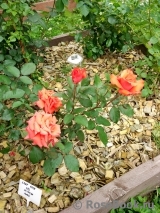 Lady Rose 