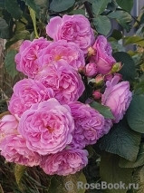 Lavender Lassie Lavender Lassie