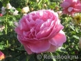 Princess Alexandra of Kent Princess Alexandra of Kent