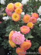 Gartenspass ® Gartenspass ®