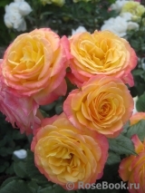 Gartenspass ® Gartenspass ®