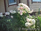 Morden Blush Morden Blush