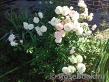 Morden Blush Morden Blush