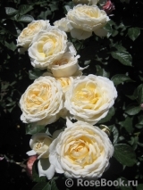 Cream Abundance Cream Abundance