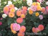 Gartenspass ® Gartenspass ®