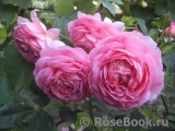 Jubilee Celebration® Jubilee Celebration®