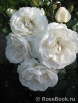 Lions Rose Lions Rose