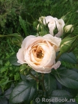 Lions Rose Lions Rose