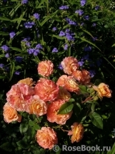 Augusta Luise Augusta Luise