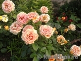 Ashram Ashram
