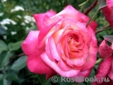Rose Gaujard Rose Gaujard