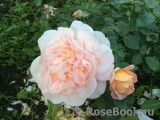Sangerhauser Jubilaumsrose Sangerhauser Jubilaumsrose