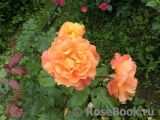 Westerland Westerland
