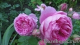 Alan Titchmarsh Alan Titchmarsh
