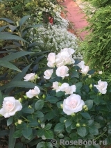 Aspirin Rose Aspirin Rose