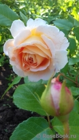 Abraham Darby Abraham Darby