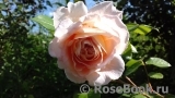 Abraham Darby Abraham Darby
