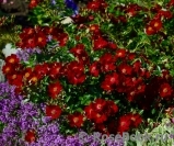 Bienenweide Rot Bienenweide Rot